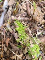 Claopodium bolanderi
