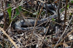 Thamnophis sirtalis