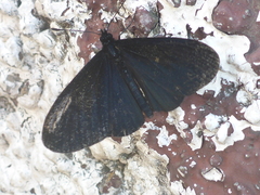 Altinote ozomene nox