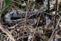 Thamnophis sirtalis