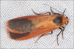 Scoliacma bicolora