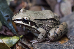 Leptodactylus mystacinus