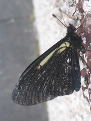 Altinote ozomene nox