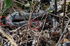 Thamnophis sirtalis