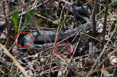 Thamnophis sirtalis
