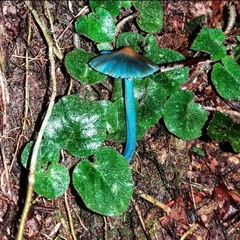 Entoloma azureoviride