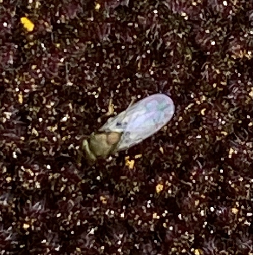iNaturalist observation photo of Chalcidoid Wasps