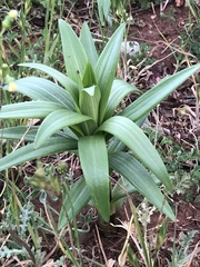 Lilieae