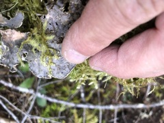Lobaria hallii
