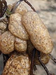 Aplidium solidum