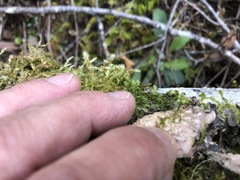 Lobaria hallii