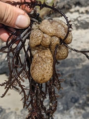 Aplidium solidum