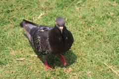 Columba livia