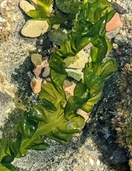 Ulva taeniata