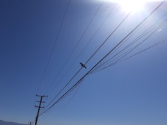 Corvus corax