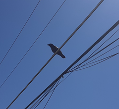 Corvus corax
