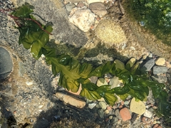 Ulva taeniata