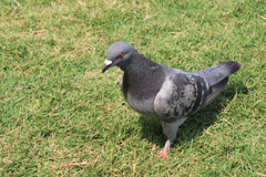 Columba livia
