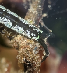 Pentidotea kirchanskii