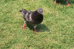 Columba livia