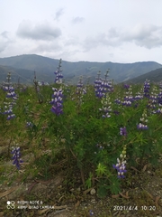Lupinus mutabilis