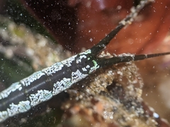 Pentidotea kirchanskii