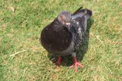 Columba livia