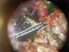 Pentidotea kirchanskii