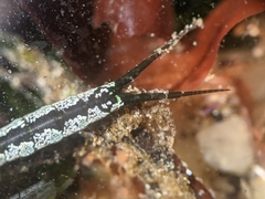 Pentidotea kirchanskii
