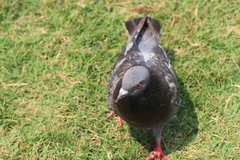 Columba livia