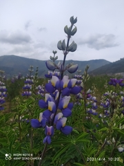Lupinus mutabilis