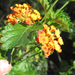 Texas Lantana - Photo (c) Chuck Sexton, some rights reserved (CC BY-NC)