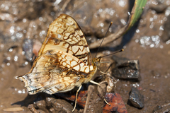 Hypanartia