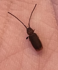 Uleiota dubia