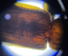 Uleiota dubia