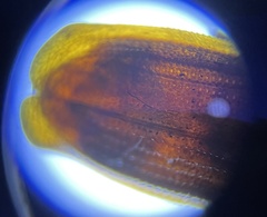 Uleiota dubia