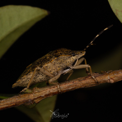 Rhaphigaster nebulosa