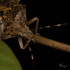 Rhaphigaster nebulosa