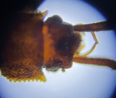 Uleiota dubia