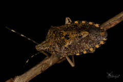 Rhaphigaster nebulosa