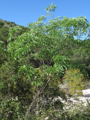 Leucaena retusa