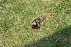 Passer domesticus
