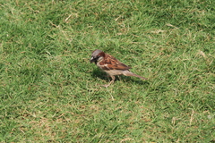 Passer domesticus