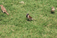 Passer domesticus