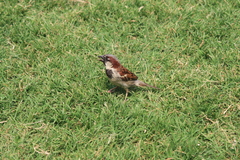 Passer domesticus
