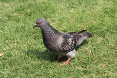 Columba livia