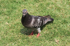 Columba livia