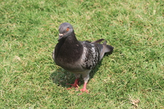 Columba livia