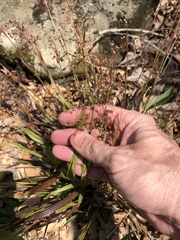 Luzula acuminata carolinae