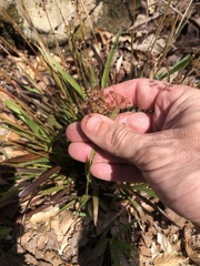 Luzula acuminata carolinae